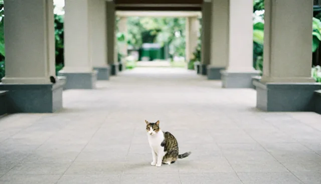 家有贱猫