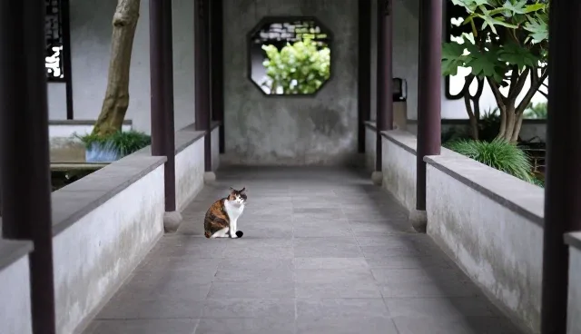 家有贱猫