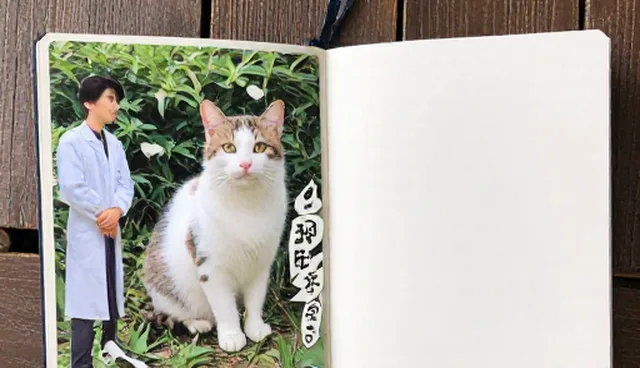 猫咪日常记录本选择依据对比,如何权衡实用与便捷